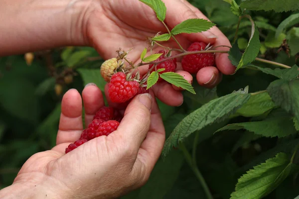 Récolte Framboises Dans Jardin — Photo