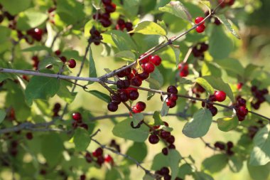 Ormandaki dalları üzerinde kırmızı dut