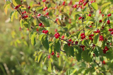 Ormandaki dalları üzerinde kırmızı dut