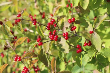 Ormandaki dalları üzerinde kırmızı dut
