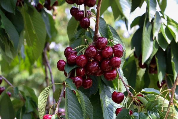Sweet Cherry Zavěšení Větve — Stock fotografie