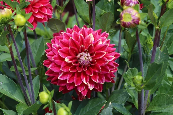 Fleur Dahlias Dans Jardin — Photo