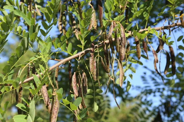 Peulen Vruchten Takken Van Acacia — Stockfoto