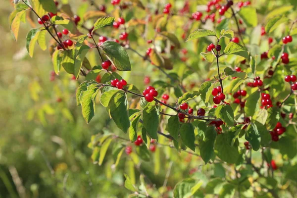 Ormandaki dalları üzerinde kırmızı dut
