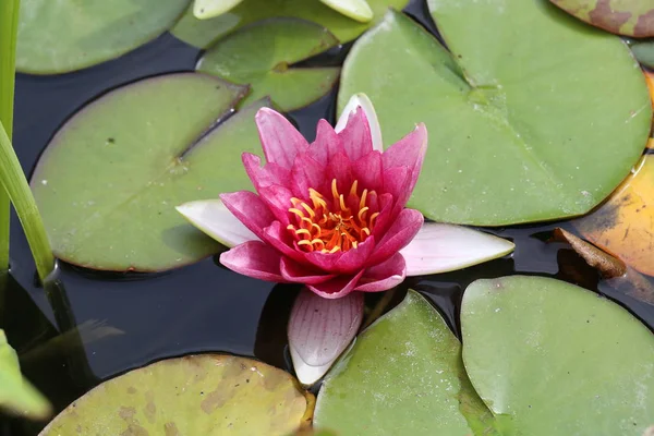 Nilüfer yapraklarının gölde yüzmek / lilyum su