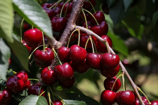 Sweet Cherry Zavěšení Větve — Stock fotografie