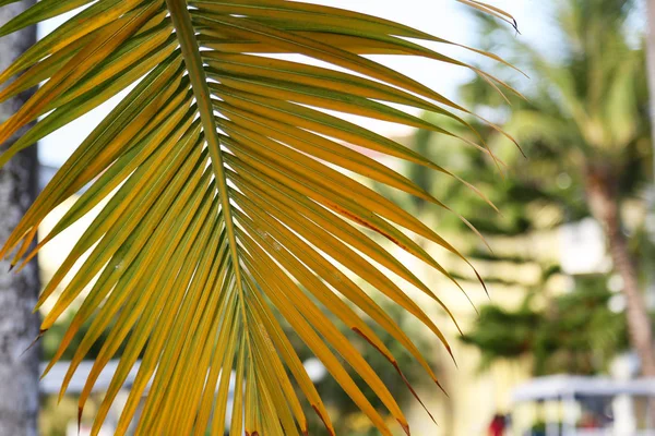 Hermosas Hojas Palma — Foto de Stock