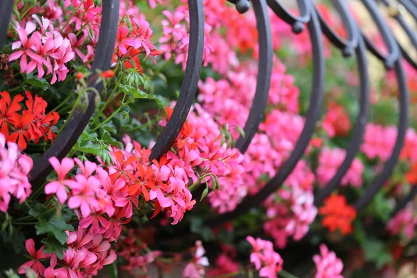 Virágok Ablakpárkányon — Stock Fotó