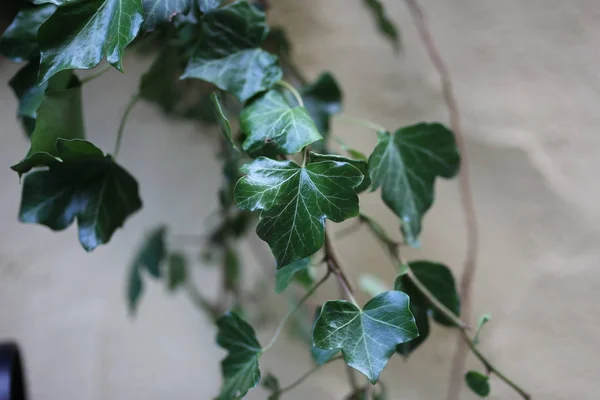 Ivy Ivy Krom Plant — Stockfoto