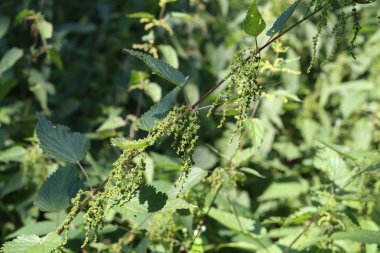 Isırgan ormandaki çiçekli