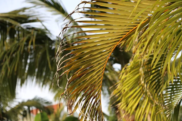 Hermosas Hojas Palma — Foto de Stock