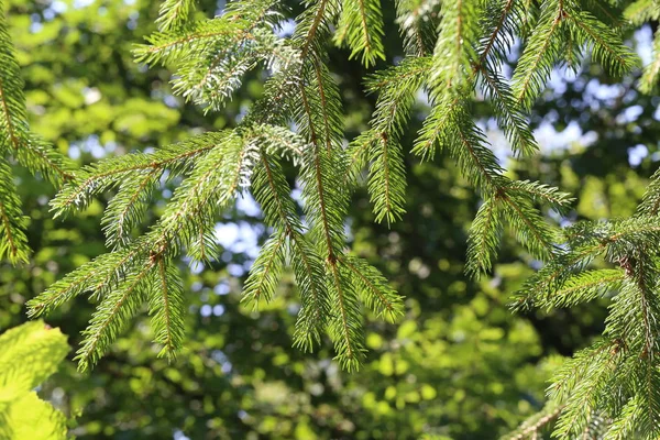 Albero Conifere Nella Foresta — Foto Stock