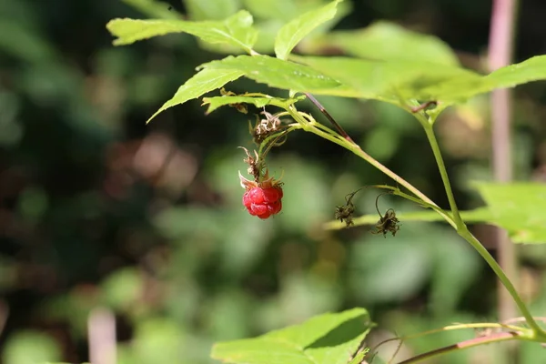 Forest Framboos Berry Loopt Vast Een Struik — Stockfoto