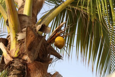 Güzel yaprakları palmiye