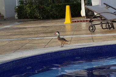 Ördek havuzu için uçtu