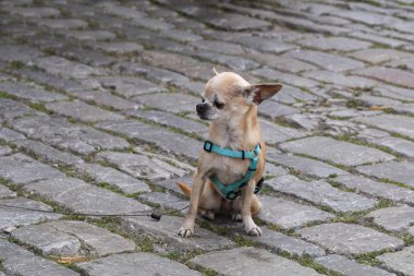 Küçük köpek tasmalı