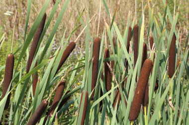 Sazlık göl üzerinde büyümek