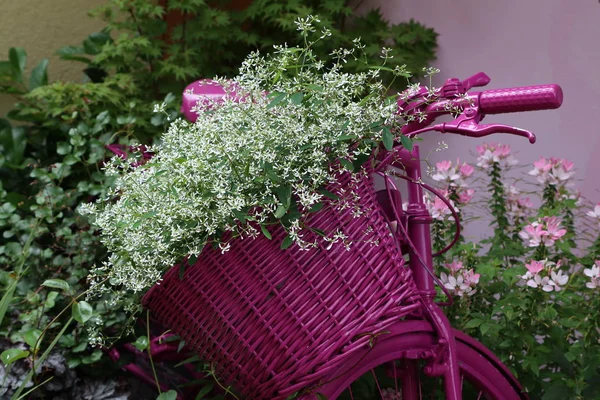 Schöne Blumen Weiße Blumen Einem Korb — Stockfoto