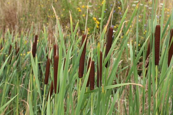 Sazlık göl üzerinde büyümek