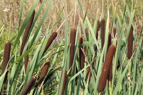 Sazlık göl üzerinde büyümek