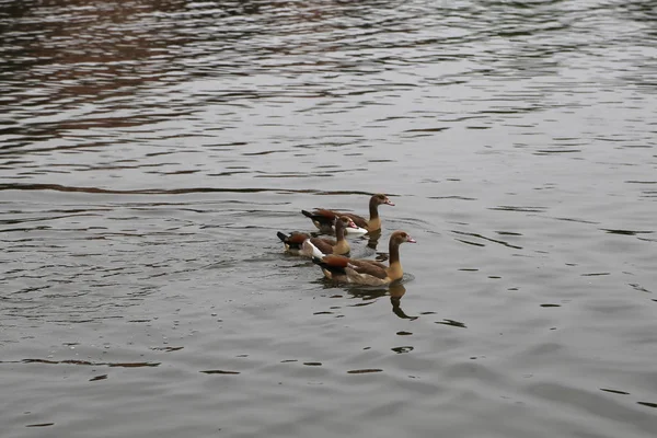 Canards Bord Rivière — Photo