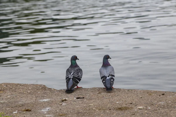 Pigeons Urbains Bord Rivière — Photo