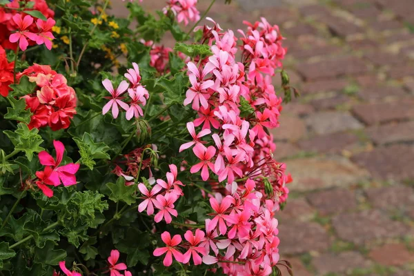 Красивые Красные Цветы Гераниум Красивые Цветы Балкона — стоковое фото