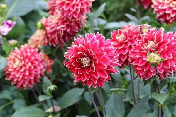 Fleur Dahlias Dans Jardin — Photo