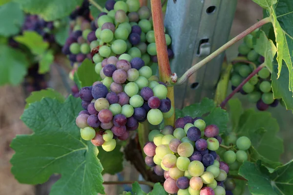 Las Uvas Están Madurando Viñedo — Foto de Stock