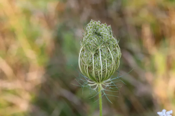 Flowers Flower Buds Wild Carrot — Stock Photo, Image