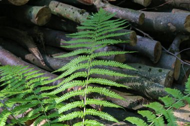 taze yeşil fern bırak