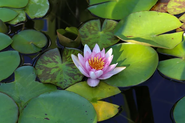 睡蓮の葉が池に泳ぐ — ストック写真