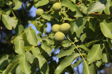 Ağaçtaki yeşil cevizler