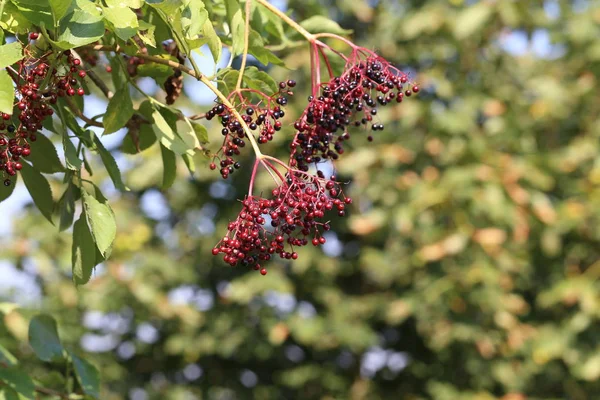 Elderberry Floresta — Fotografia de Stock