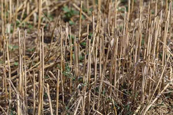 Stover Bladeren Stengels Van Veldgewassen — Stockfoto