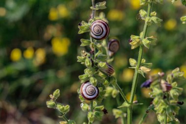 Salyangoz bitkilerin yaprakları sıcakta kimden saklanıyor