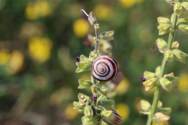 Salyangoz bitkilerin yaprakları sıcakta kimden saklanıyor