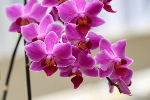 Piękne Purpurowe Kwiaty Storczyk — Zdjęcie stockowe