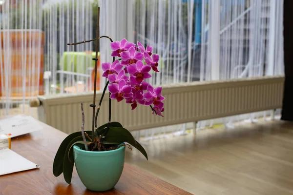 Bellissimi Fiori Orchidea Viola — Foto Stock