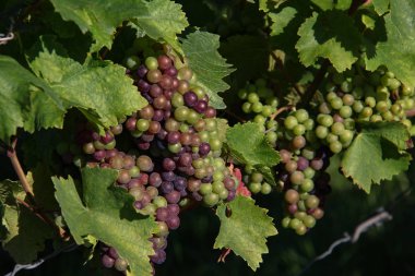 Üzüm bağ olgunlaşma