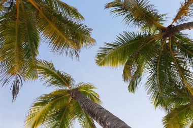 Güzel yaprakları palmiye