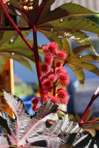 Bunga Merah Dari Ricinus Communis Biji Jarak Atau Tanaman Minyak — Stok Foto