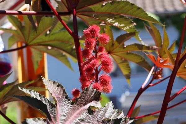 Vörös Virág Egy Ricinus Communis Ricinusbab Vagy Ricinusolaj Növény — Stock Fotó