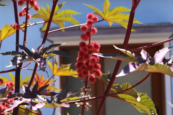 Bunga Merah Dari Ricinus Communis Biji Jarak Atau Tanaman Minyak — Stok Foto