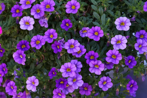 Фиолетовые Цветы Саду — стоковое фото