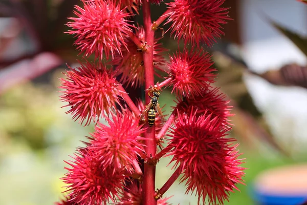 Serangga Tabuhan Ricinus Communis — Stok Foto