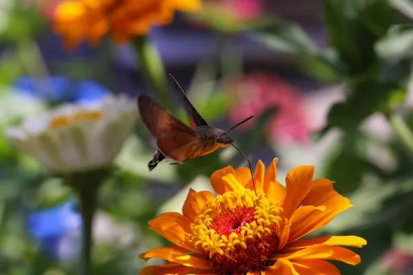 Hummingbird Hawk Σκώρο Πεταλούδα Κάθεται Ένα Λουλούδι — Φωτογραφία Αρχείου