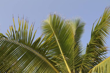 Güzel yaprakları palmiye