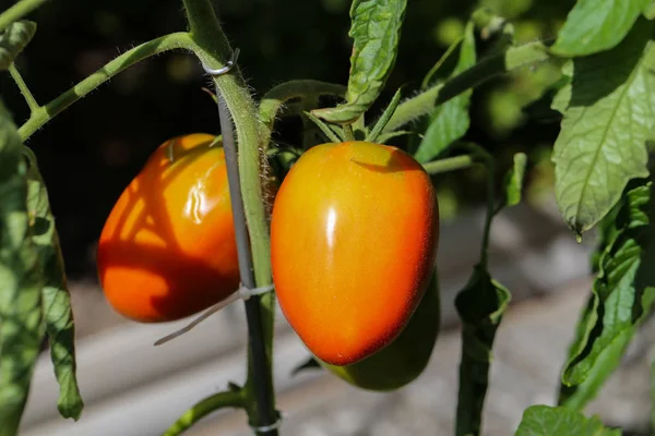 Tomaten Reifen Strauch — Stockfoto