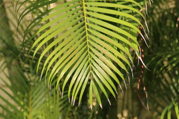 Beautiful leaves of the palm